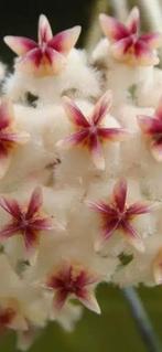 Hoya erythrostemma ‘Banglane’, In pot, Minder dan 100 cm, Bloeiende kamerplant, Halfschaduw