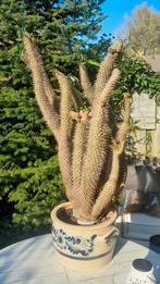 Mooie, grote, oude madagascarpalm (cactus), Huis en Inrichting, Kamerplanten, Ophalen, Cactus, Minder dan 100 cm