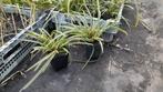 Siergras sier gras carex japanse zegge morrowii ice dance, Ophalen, Volle zon, Vaste plant, Siergrassen