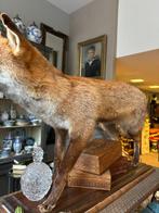 Opgezette vos met fazant - jachttafereel., Antiek en Kunst, Curiosa en Brocante, Ophalen of Verzenden