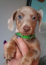 Superknappe Isabel dwergteckel pups, Dieren en Toebehoren, Honden | Teckels en Dashonden, CDV (hondenziekte), 8 tot 15 weken, Korthaar