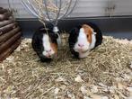 2 vrouwelijke gevlekte cavia's zwart,wit,bruin zijn heel tam, Dieren en Toebehoren, Augustus, Vrouwelijk, Cavia