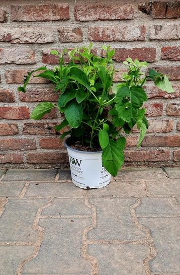 Hortensia Hydrangea 'Strong Annabelle'🍀 beschikbaar voor biedingen
