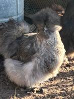 Broedeieren Zijdehoender USA kip, Meerdere dieren, Kip