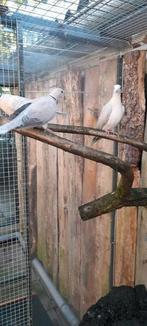 Te koop lach tortelduifjes, Dieren en Toebehoren, Vogels | Duiven, Meerdere dieren, Overige soorten