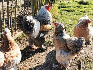Broedeieren Brahma blauwezalm beschikbaar voor biedingen