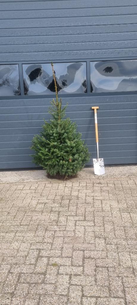 Picea omorika / Servische spar, Tuin en Terras, Planten | Bomen, Overige soorten, 100 tot 250 cm, Halfschaduw, Bloeit niet, Ophalen