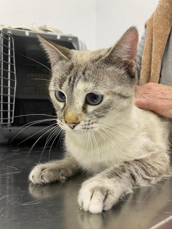 MJM Dogs Foundation: Holly, Dieren en Toebehoren, Katten en Kittens | Overige Katten, Kortharig, Poes, 0 tot 2 jaar