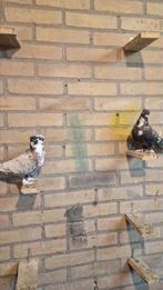 Koppel oosterse meeuwen, Dieren en Toebehoren, Vogels | Duiven, Meerdere dieren, Overige soorten