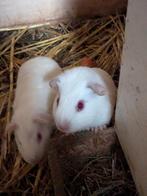 Cavia, Januari, Mannelijk, Cavia