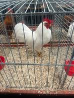 Barnevelder kriel haan wit, Dieren en Toebehoren, Mannelijk, Kip