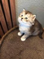 Drie mooie kittens, een mix van Perzisch en Ragdoll., Dieren en Toebehoren, Katten en Kittens | Raskatten | Korthaar, Meerdere dieren