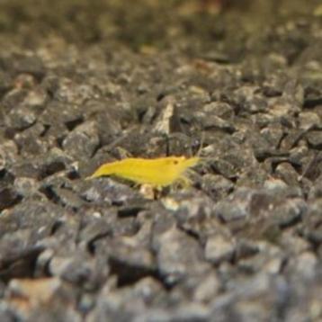 neocaridina citroen garnaal| leidingwater garnaal beschikbaar voor biedingen