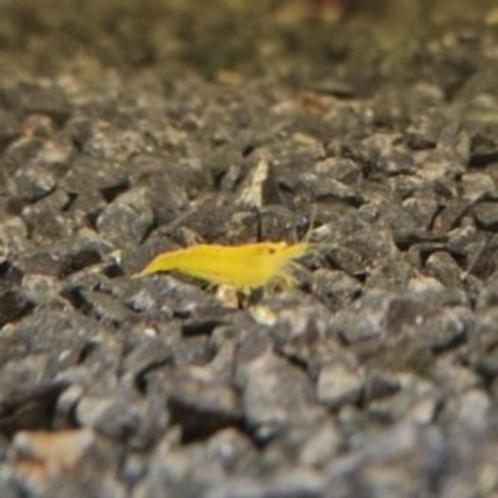 neocaridina citroen garnaal| leidingwater garnaal, Dieren en Toebehoren, Vissen | Aquariumvissen, Zoetwatervis, Kreeft, Krab of Garnaal