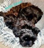 Poedel toy ×boomer (2 reutjes over)klaar voor verhuizen, Poedel, CDV (hondenziekte), 8 tot 15 weken, Meerdere