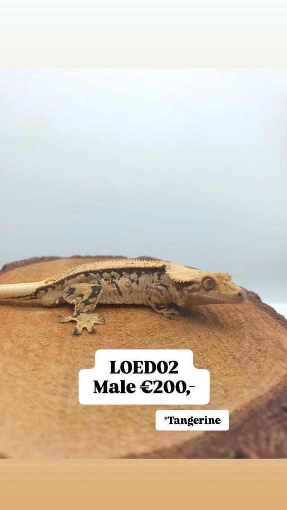 Tangerine Harlequin Man, Wimpergekko, C.Ciliatus, Dieren en Toebehoren, Reptielen en Amfibieën, Hagedis, 0 tot 2 jaar, Tam