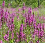 Lythrum Salicaria | Kattenstaart | Chemievrij | P9, Overige soorten, Volle zon, Vaste plant, Ophalen of Verzenden