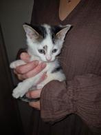 Lief poesje ️, Dieren en Toebehoren, Katten en Kittens | Overige Katten, Poes