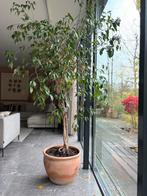 Grote Ficus Benjaminus (2m) in pot, Huis en Inrichting, Kamerplanten, Ficus, 200 cm of meer, In pot, Groene kamerplant