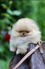 Pomeriaan pomeranian pup pups mini teef bearface, Dieren en Toebehoren, 8 tot 15 weken, Teef, Eén hond, Nederland