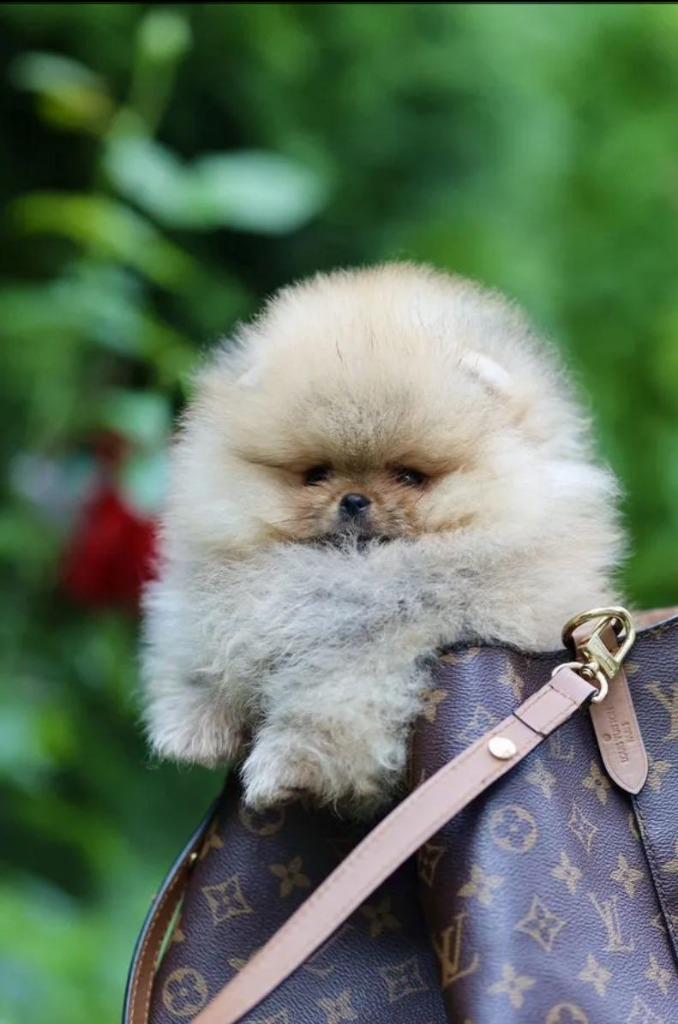 Pomeriaan pomeranian pup pups mini teef bearface, Dieren en Toebehoren, Honden | Poolhonden, Keeshonden en Oertypen, Teef, Keeshond