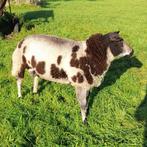 Te Koop Mooie Bonte Dekram, Dieren en Toebehoren, Schapen, Geiten en Varkens, Mannelijk, Schaap