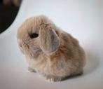 ❤️LIEFDEVOLLE MINILOP KONIJNTJES BINNENKORT TE RESERVEREN!!, Meerdere dieren, Dwerg, Hangoor, 0 tot 2 jaar