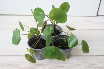 Pilea peperomioides of pannekoekplant beschikbaar voor biedingen
