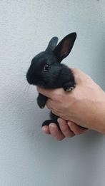 Konijnen dwerg, Dieren en Toebehoren, Augustus, Meerdere dieren, Cavia