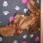 Rhodesian Ridgeback puppy's teefjes en reuen rasechte, Dieren en Toebehoren, Honden | Beagles, Bassets en Lopende honden, CDV (hondenziekte)