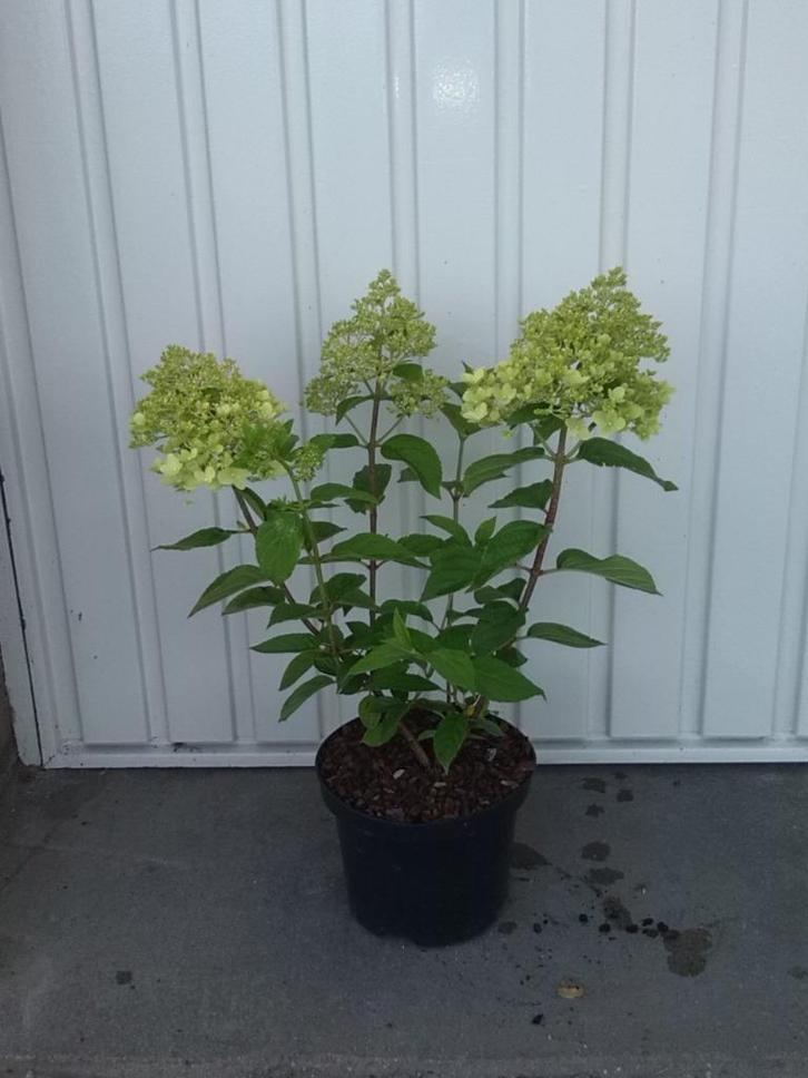 hydrangea paniculata limelight (pluim hortensia), Tuin en Terras, Planten | Tuinplanten, Vaste plant, Overige soorten, Zomer, Ophalen