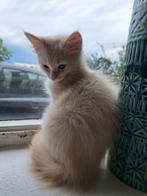 Laatste prachtige Ragdoll kitten, Dieren en Toebehoren, Katten en Kittens | Raskatten | Langhaar, Kater, Ontwormd, 0 tot 2 jaar