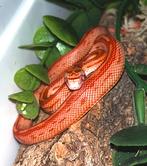 Pantherophis guttatus 0.1, Dieren en Toebehoren, Reptielen en Amfibieën, Slang, 0 tot 2 jaar
