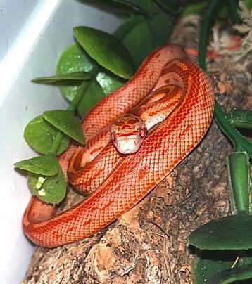 Pantherophis guttatus 0.1 beschikbaar voor biedingen