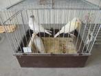 witte en gele jonge kanaries, Dieren en Toebehoren, Vogels | Kanaries, Meerdere dieren, Kleurkanarie