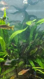 Aquarium, Dieren en Toebehoren, Vissen | Aquaria en Toebehoren, Ophalen, Gevuld zoetwateraquarium