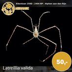 krab, Dieren en Toebehoren, Vissen | Aquariumvissen, Kreeft, Krab of Garnaal, Zoutwatervis