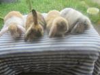 Te koop (dwerghangoor en vos) konijn / konijntjes, Meerdere dieren, Dwerg