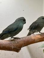 Laatste twee Kakariki poppen van 2025, Dieren en Toebehoren, Vogels | Parkieten en Papegaaien, Vrouwelijk, Parkiet, Geringd