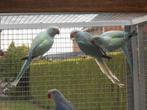 onverwant koppel halsbanden, Dieren en Toebehoren, Vogels | Parkieten en Papegaaien, Meerdere dieren, Parkiet, Geringd
