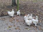 Zijdehoen 2 hennen en 1 haan (Trio), Dieren en Toebehoren, Meerdere dieren, Kip