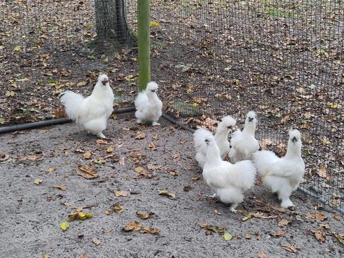Zijdehoen 2 hennen en 1 haan (Trio), Dieren en Toebehoren, Pluimvee, Kip, Meerdere dieren