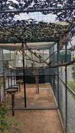 Te koop binsen astrilde roodkop pop geringd 2024, Dieren en Toebehoren, Vogels | Kanaries
