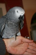 papegaai -- grijze roodstaart -- inclusief groot hok, Dieren en Toebehoren, Geslacht onbekend, Papegaai, Pratend