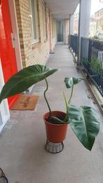 Gigantische soort - Philodendron sagittifolium - 2, Ophalen, Overige soorten, Halfschaduw, In pot