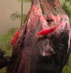 Vuurgarnaal red cherry, Kreeft, Krab of Garnaal, Zoetwatervis