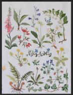 borduur en patroon wilde weide kruiden bloemen fluitenkruid, Hobby en Vrije tijd, Borduren en Borduurmachines, Ophalen of Verzenden