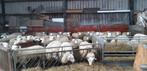 .Fleslam leblam potlam te koop, Schaap, Meerdere dieren