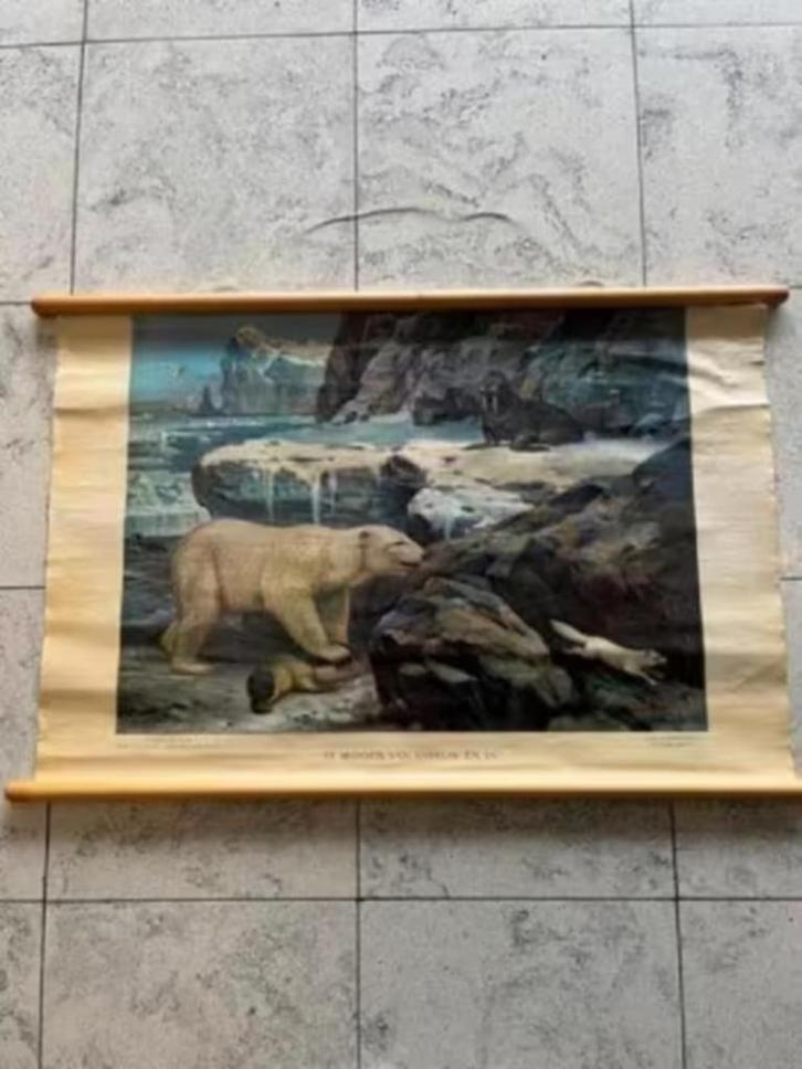 ANTIEK! Schoolplaat Koekoek midden van sneeuw en ijs €18,99, Antiek en Kunst, Antiek | Schoolplaten, Natuur en Biologie, Ophalen of Verzenden