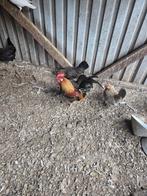 Drentse kriel 3hennen 1 haan, Dieren en Toebehoren, Pluimvee, Vrouwelijk, Kip